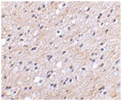 NIPSNAP1 Rabbit anti-Human, Mouse, Rat, Polyclonal Antibody, Abnova 100&mu;g;