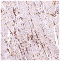 SCARB2 Rabbit anti-Human, Mouse, Rat, Polyclonal Antibody, Abnova 100&mu;g;