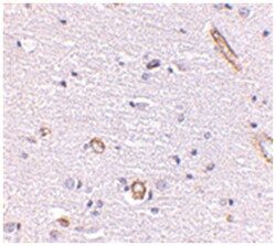 SNPH Rabbit anti-Human, Mouse, Rat, Polyclonal Antibody, Abnova 100&mu;g;