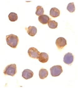TNFRSF25 Rabbit anti-Human, Mouse, Polyclonal Antibody, Abnova 100&mu;g;