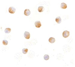 DFFB Rabbit anti-Human, Polyclonal Antibody, Abnova 100&mu;g; Unlabeled:Antibodies,