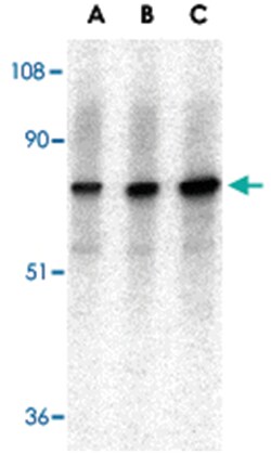AIFM1 Rabbit anti-Human, Mouse, Rat, Polyclonal Antibody, Abnova 100&mu;g;