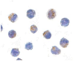 AIFM1 Rabbit anti-Human, Mouse, Rat, Polyclonal Antibody, Abnova 100&mu;g;