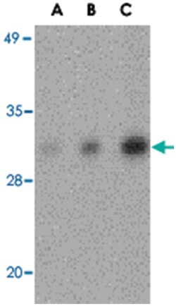 CIDEB Rabbit anti-Human, Mouse, Rat, Polyclonal Antibody, Abnova 100&mu;g;