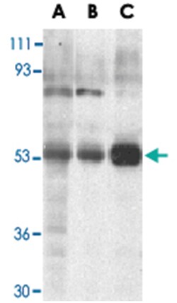 TRIM5 Rabbit anti-Human, Monkey, Polyclonal Antibody, Abnova 100&mu;g;