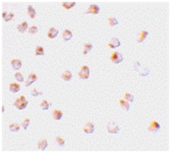 MCL1 Rabbit anti-Human, Mouse, Rat, Polyclonal Antibody, Abnova 100&mu;g;