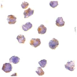 4932417H02Rik (Rptor), Rabbit, Polyclonal Antibody, Abnova 100 &mu;g | Buy Online | Abnova | Fisher Scientific