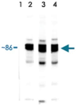 HSP90 Rabbit anti-Fish, Human, Rainbow trout, Polyclonal Antibody, Abnova