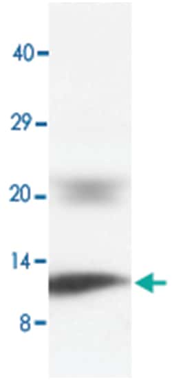 PLN Rabbit anti-Human, Mouse, Rat, Polyclonal Antibody, Abnova 100&mu;g;