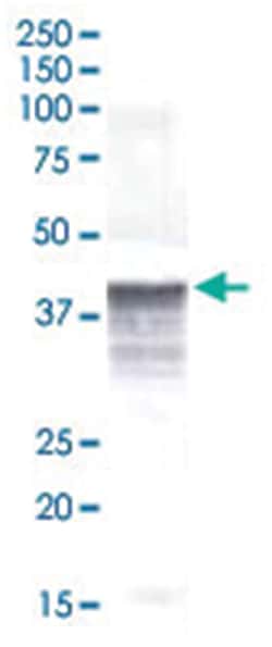 NANOG Rabbit anti-Mouse, Polyclonal Antibody, Abnova 100&mu;L; Unlabeled:Antibodies,