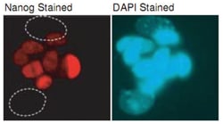NANOG Rabbit anti-Mouse, Polyclonal Antibody, Abnova 100&mu;L; Unlabeled:Antibodies,