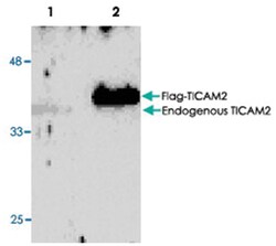 TICAM2 Rabbit anti-Human, Polyclonal Antibody, Abnova 50&mu;g; Unlabeled:Antibodies,