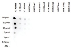 H3K9me1, Rabbit, Polyclonal Antibody, Abnova 100&mu;L; Unlabeled:Antibodies,