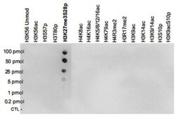 H3K27me3S10p, Rabbit, Polyclonal Antibody, Abnova 100 &mu;L | Buy Online | Abnova Corporation | Fisher Scientific