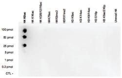 H4K8ac, Rabbit, Polyclonal Antibody, Abnova 100 &mu;L | Buy Online | Abnova Corporation | Fisher Scientific