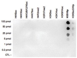 H3S10p, Rabbit, Polyclonal Antibody, Abnova 100 &mu;L | Buy Online | Abnova Corporation | Fisher Scientific