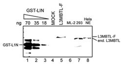 L3MBTL Rabbit anti-Human, Polyclonal Antibody, Abnova 50&mu;g; Unlabeled:Antibodies,