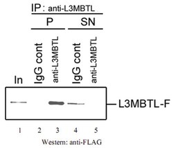 L3MBTL Rabbit anti-Human, Polyclonal Antibody, Abnova 50&mu;g; Unlabeled:Antibodies,