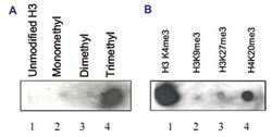 H3K4me3, Rabbit, Polyclonal Antibody, Abnova 50 &mu;g | Buy Online | Abnova Corporation | Fisher Scientific
