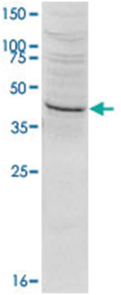 SETD8 Rabbit anti-Human, Mouse, Polyclonal Antibody, Abnova 50&mu;g; Unlabeled:Antibodies,