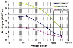 H3K27me1, Rabbit, Polyclonal Antibody, Abnova 50 &mu;g | Buy Online | Abnova Corporation | Fisher Scientific