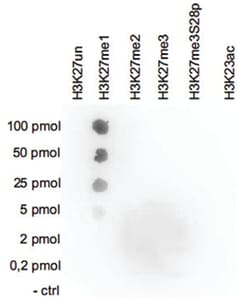 H3K27me1, Rabbit, Polyclonal Antibody, Abnova 50 &mu;g | Buy Online | Abnova Corporation | Fisher Scientific