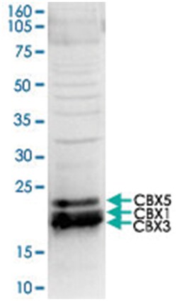 CBX1 Rabbit anti-Human, Polyclonal Antibody, Abnova 50 &mu;g | Buy Online | Abnova | Fisher Scientific