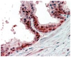 PPP4C, Goat, Polyclonal Antibody, Abnova 100 &mu;g | Buy Online | Abnova Corporation | Fisher Scientific