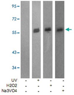 LCK (phospho Y505), Rabbit anti-Human, Mouse, Rat, Polyclonal Antibody,