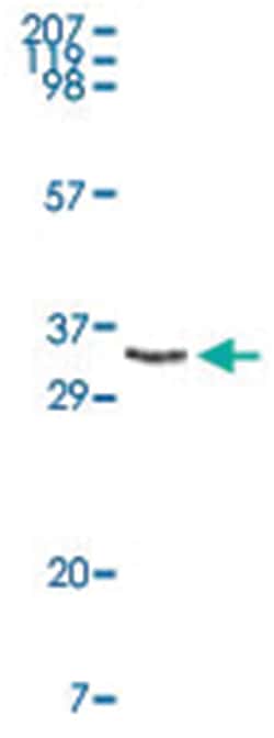 MAP3K11 Rabbit anti-Human, Polyclonal Antibody, Abnova 100 &mu;g | Buy Online | Abnova | Fisher Scientific