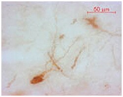 OXT, Guinea pig, Polyclonal Antibody, Abnova 50&mu;L; Unlabeled:Antibodies,