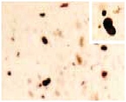 SNCA Rabbit anti-Human, Mouse, Rat, Polyclonal Antibody, Abnova 100&mu;L;