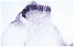 TRPV2 Rabbit anti-Human, Rat, Polyclonal Antibody, Abnova 50&mu;g; Unlabeled:Antibodies,