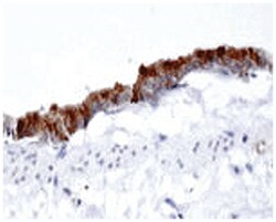 AP1G1 Rabbit anti-Human, Rat, Polyclonal Antibody, Abnova 100&mu;L; Unlabeled:Antibodies,