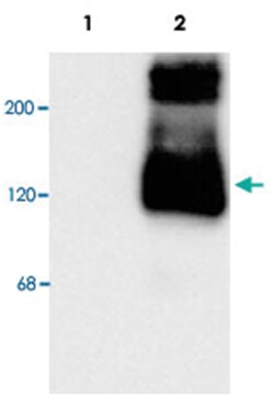 Grm1, Rabbit, Polyclonal Antibody, Abnova 100&mu;L; Unlabeled:Antibodies,