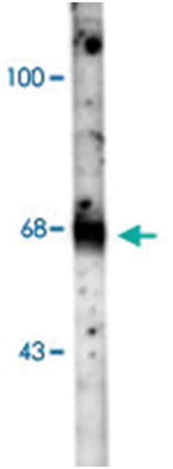 SLC6A1 Rabbit anti-Rat, Polyclonal Antibody, Abnova 100&mu;L; Unlabeled:Antibodies,