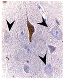Bax, Rabbit, Polyclonal Antibody, Abnova 50&mu;L; Unlabeled:Antibodies,