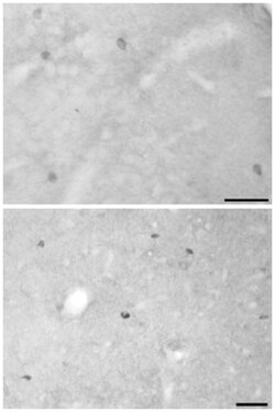 D-Serine, Rabbit, Polyclonal Antibody, Abnova 100&mu;L; Unlabeled:Antibodies,