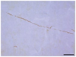 Pyridoxine (Vitamin B6), Rat, Polyclonal Antibody, Abnova 100 &mu;L | Buy Online | Abnova Corporation | Fisher Scientific