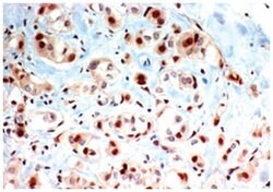 PAX8, Rabbit, Polyclonal Antibody, Abnova 100&mu;g; Unlabeled:Antibodies,