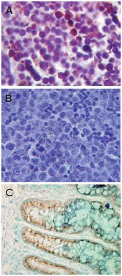 TLR4 Rabbit anti-Human, Mouse, Polyclonal Antibody, Abnova 100 &mu;g | Buy Online | Abnova Corporation | Fisher Scientific