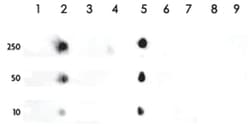 Histone H3 (K4me1), Rabbit, Polyclonal Antibody, Abnova 100 &mu;L | Buy Online | Abnova Corporation | Fisher Scientific