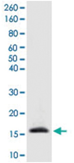 Histone H3 (K4me1), Rabbit, Polyclonal Antibody, Abnova 100 &mu;L | Buy Online | Abnova Corporation | Fisher Scientific