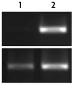 Histone H3 (K4me2), Rabbit, Polyclonal Antibody, Abnova 100&mu;L; Unlabeled:Antibodies,