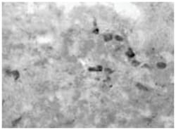 D-Glutamic acid, Rabbit, Polyclonal Antibody, Abnova 100 &mu;L | Buy Online | Abnova Corporation | Fisher Scientific