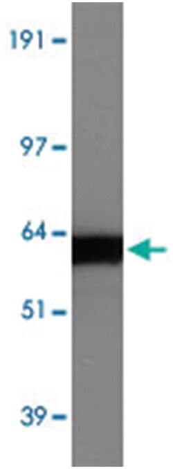 SLC40A1 Rabbit anti-Human, Mouse, Polyclonal Antibody, Abnova 100&mu;L;