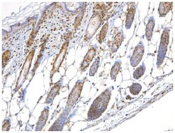 NBN Rabbit anti-Human, Mouse, Polyclonal Antibody, Abnova 100&mu;L; Unlabeled:Antibodies,