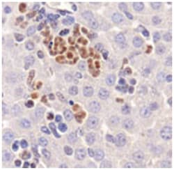 MAP1LC3A Rabbit anti-Bovine, Human, Mouse, Rat, Zebra fish, Polyclonal