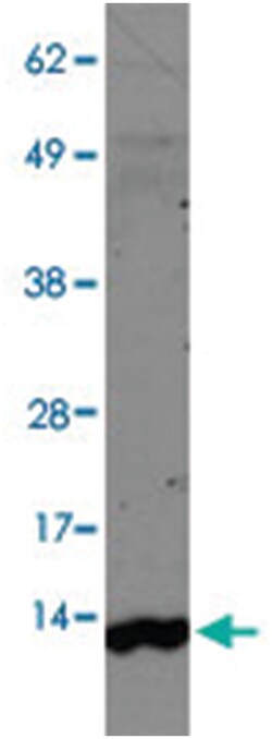 MAP1LC3A Rabbit anti-Bovine, Human, Mouse, Rat, Zebra fish, Polyclonal
