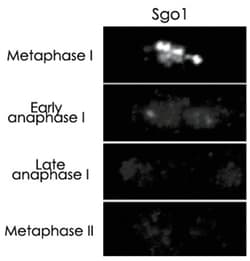 Sgo1, Rabbit, Polyclonal Antibody, Abnova 100&mu;L; Unlabeled:Antibodies,